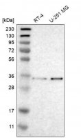 Anti-MFAP3 antibody produced in rabbit HPA015883-100UL