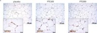 Anti-MFN2 antibody produced in rabbit 