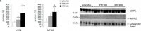 Anti-MFN2 antibody produced in rabbit 