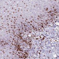 Anti-MFSD10 antibody produced in rabbit 
