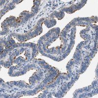 Anti-MFSD13A antibody produced in rabbit HPA018031-100UL