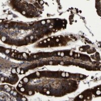 Anti-MGLL antibody produced in rabbit 