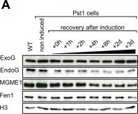 Anti-MGME1 antibody produced in rabbit