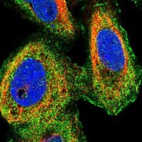 Anti-MIB1 antibody produced in rabbit