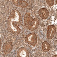 Anti-MICU1 antibody produced in rabbit 
