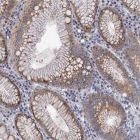 Anti-MID1IP1 antibody produced in rabbit 