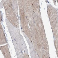 Anti-MID1IP1 antibody produced in rabbit 