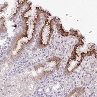 Anti-MIDN antibody produced in rabbit 