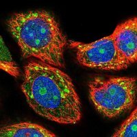 Anti-MIF4GD antibody produced in rabbit 