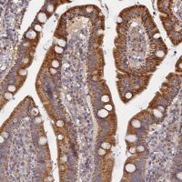 Anti-MIGA2 antibody produced in rabbit 