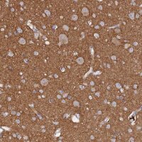Anti-MIGA2 antibody produced in rabbit 