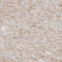Anti-MIPEP antibody produced in rabbit 