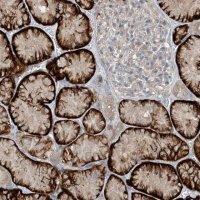 Anti-MITD1 antibody produced in rabbit