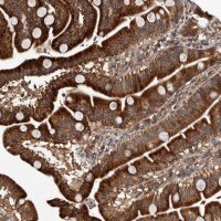Anti-MKRN3 antibody produced in rabbit 