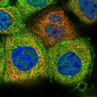 Anti-MKRN3 antibody produced in rabbit 