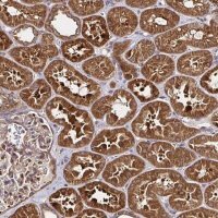 Anti-MLST8 antibody produced in rabbit 
