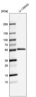 Anti-MMP1 antibody produced in rabbit 