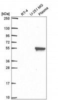 Anti-MMP19 antibody produced in rabbit 