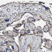 Anti-MMRN2 antibody produced in rabbit 