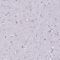 Anti-MOBP antibody produced in rabbit