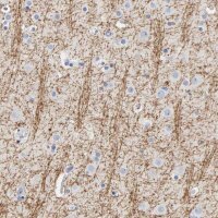 Anti-MOG antibody produced in rabbit 