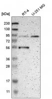 Anti-MOGS antibody produced in rabbit HPA011322-100UL