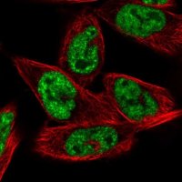 Anti-MORF4L1 antibody produced in rabbit