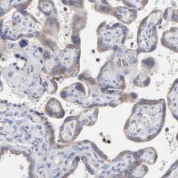 Anti-MOSPD2 antibody produced in rabbit 
