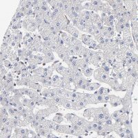 Anti-MOSPD2 antibody produced in rabbit 