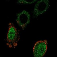 Anti-MOSPD3 antibody produced in rabbit