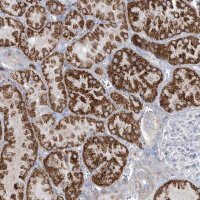 Anti-MOXD1 antibody produced in rabbit 