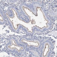 Anti-MOXD1 antibody produced in rabbit 