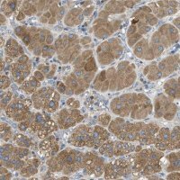 Anti-MPDU1 antibody produced in rabbit 