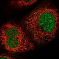 Anti-MPHOSPH6 antibody produced in rabbit 