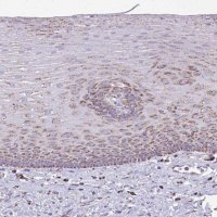 Anti-MPZL2 antibody produced in rabbit