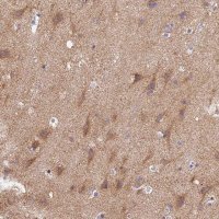 Anti-MRAS antibody produced in rabbit 