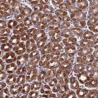 Anti-MRPL1 antibody produced in rabbit