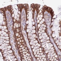 Anti-MRPL36 antibody produced in rabbit