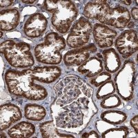 Anti-MRPL4 antibody produced in rabbit 