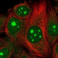 Anti-MRPL4 antibody produced in rabbit 