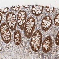 Anti-MRPL41 antibody produced in rabbit 