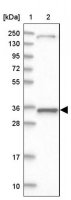 Anti-MRPL44 antibody produced in rabbit 