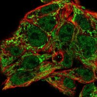 Anti-MRPL46 antibody produced in rabbit 