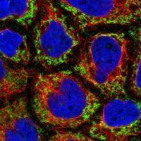 Anti-MRPL47 antibody produced in rabbit 