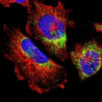 Anti-MRPL52 antibody produced in rabbit 