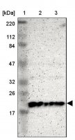 Anti-MRPL58 antibody produced in rabbit 
