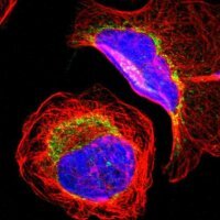 Anti-MRPL9 antibody produced in rabbit 
