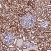 Anti-MRPS11 antibody produced in rabbit