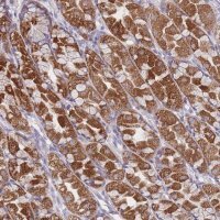 Anti-MRPS14 antibody produced in rabbit 