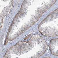 Anti-MRPS18A antibody produced in rabbit 